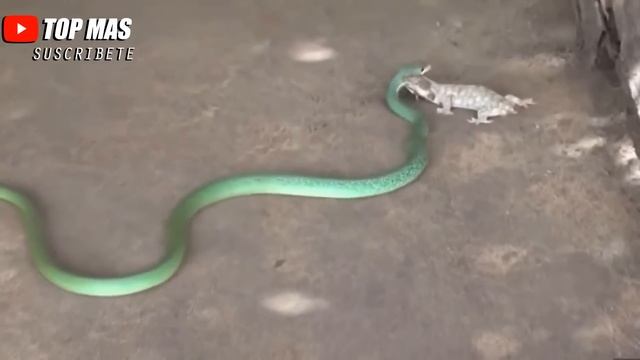 ANACONDA VS COCODRILO | LA LEY DEL MÁS FUERTE | BATALLAS ÉPICAS DE SERPIENTES,PITONES Y VÍBORAS смотреть онлайн