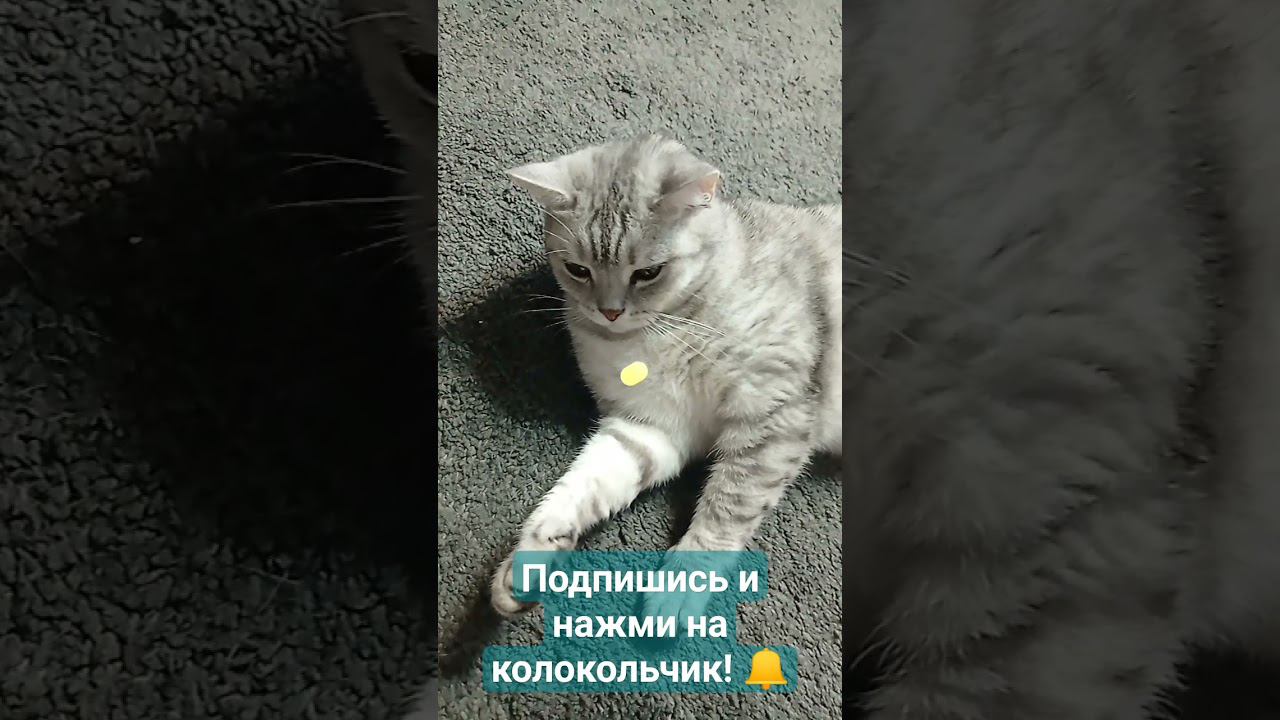 Смешной котик #Shorts смотреть онлайн