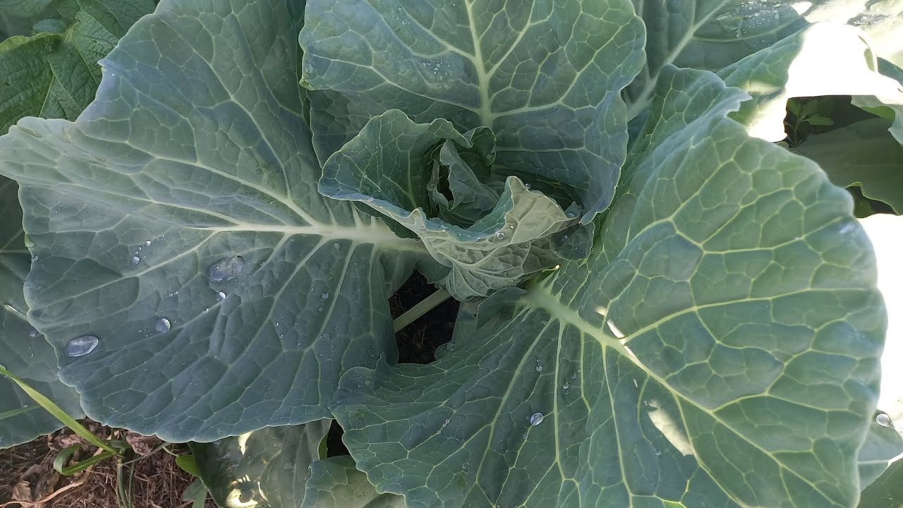 Лучшее средство от слизней и гусениц  на капусте. Вы такого не знали!!! ADurFqJs2ho