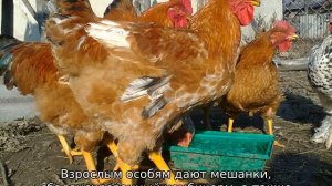 Фокси Чик (порода кур): описание