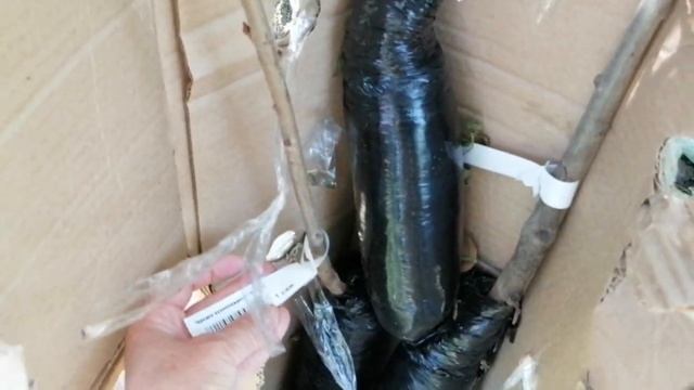 Лучшие деревья для небольшого сада в одну сотку из беккера смотреть онлайн