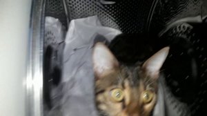 БЕНГАЛЬСКАЯ КОШКА превратит вашу жизнь в ад