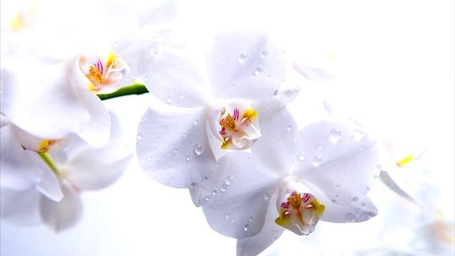 Краткий пересказ Муму. смотреть онлайн