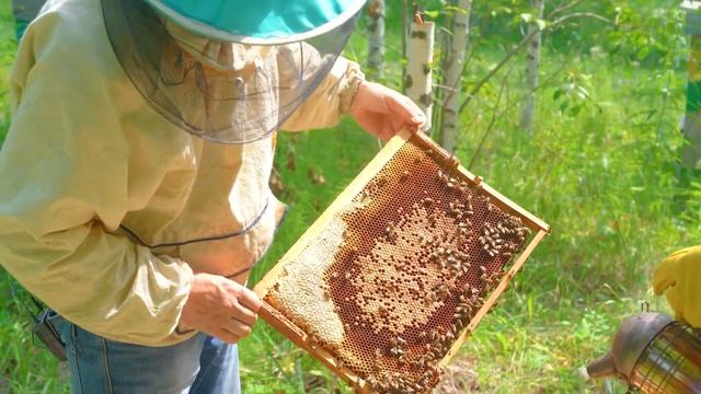 Я пчеловод. Сибирь глазами иностранца смотреть онлайн