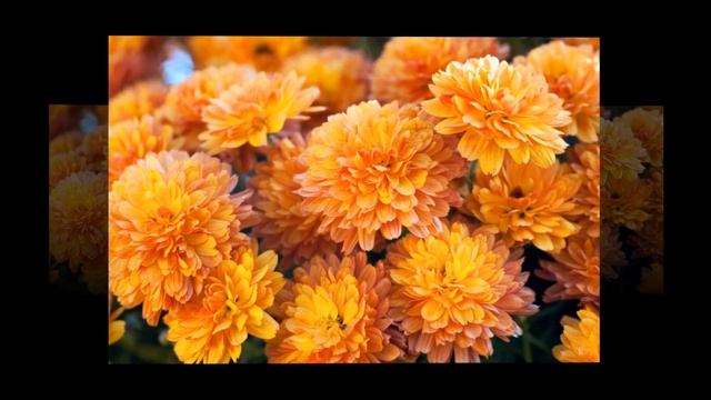 Танго осенних цветов смотреть онлайн
