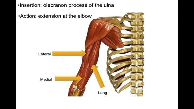 What Is The Triceps Brachii Muscle?
