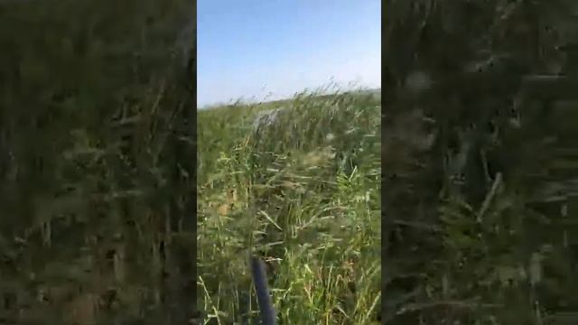 Охотник на озере. Серая кряква. смотреть онлайн