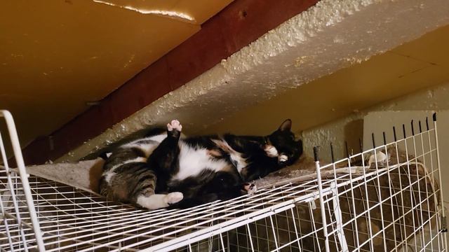 Кошкина пятка. Приют. Сестры Шантимель и Тыковка. Петербург смотреть онлайн