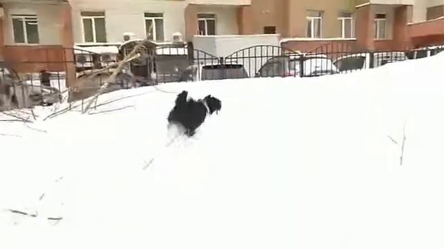 тибетский терьер ВОЛШЕБНЫЙ СЕЙД - Зара смотреть онлайн