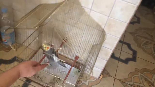 Попугай с характером кузя "корела" машет лапкой смотреть онлайн