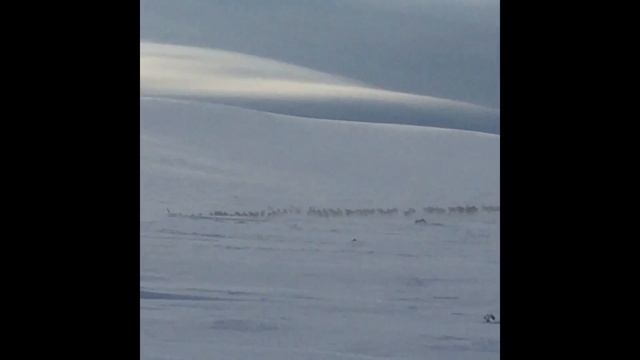 Зимний МаньПупунёр 2018 на снегоходах Manpupuner by snowmobiles 2018 смотреть онлайн