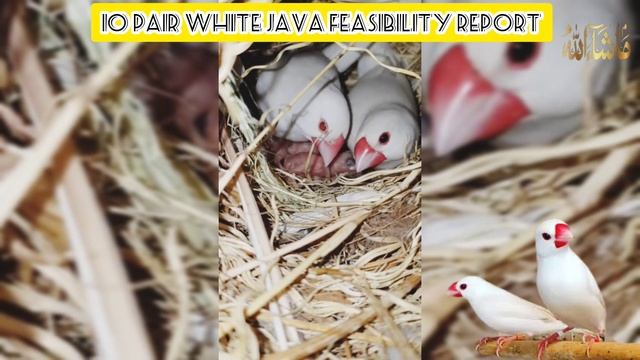 10 Pair White Java Finch Feasibility Report 2023 | Profitable bird business |Java Lagao Munafa Kama смотреть онлайн