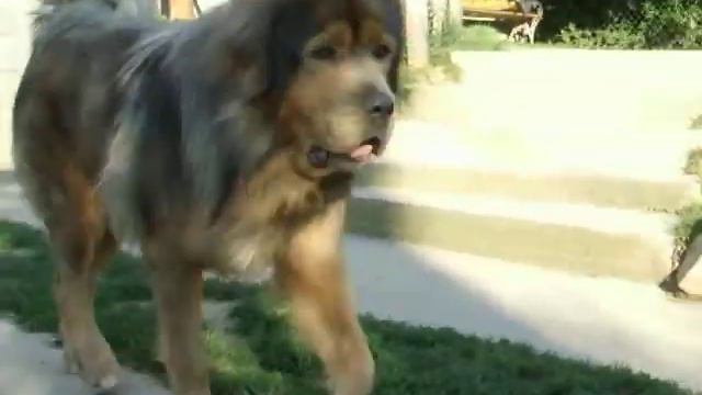 Seng Khri Dogs August _ 3