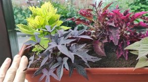 Ипомея Батат ! Супер ампельное растение для сада. Ипомея в миксах и цветочных композициях .