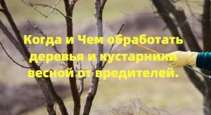 КОГДА И ЧЕМ ОБРАБОТАТЬ ДЕРЕВЬЯ И КУСТАРНИКИ ВЕСНОЙ ОТ ВРЕДИТЕЛЕЙ.