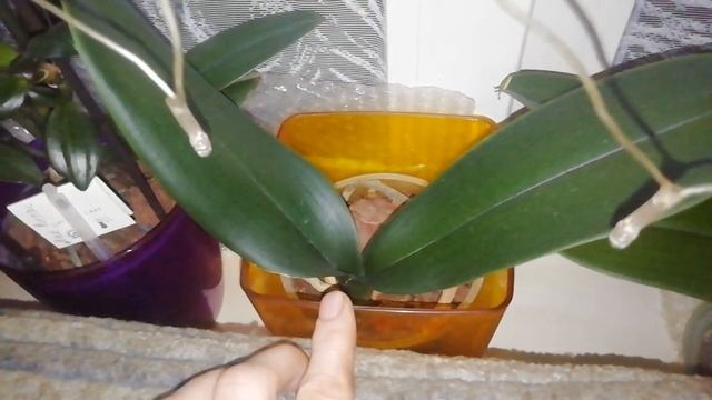 обзор результатов удобрения орхидей Экофусом 11.01.2023 смотреть онлайн