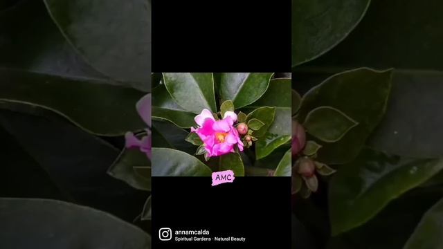 Pereskia aculeata - Ora pro Nobis com flores rosa. смотреть онлайн
