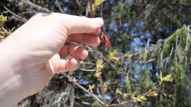 Harvesting Red Maple Young Fruit смотреть онлайн