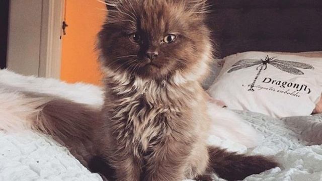 ЗАБИТЫЙ КОТЕНОК С НЕОБЫЧНЫМ ОКРАСОМ БЫЛ НИКОМУ НЕ НУЖЕН смотреть онлайн