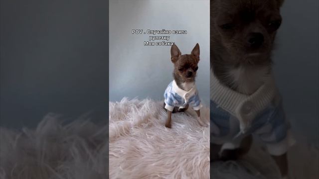 🤍 #чихуахуа #юмор #собака #собаки #dog #dogs #смешноевидео #chihuahua #chihuahuas#chien #チワワ＃犬＃狛 смотреть онлайн