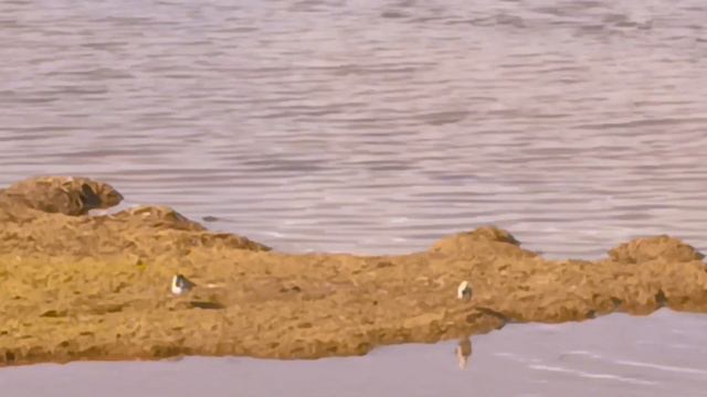 birds 🐦 PIPER 🐤🐣🐥🐾of the Lake ASLIKUL🐣🐤🐥🕊️🗻🐾 ,the lake, озеро АСЛЫКУЛЬ, ОЗЕРО и Песочники, Piper смотреть онлайн