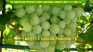 ВИНОГРАД ТАЛИСМАН ОПИСАНИЕ СОРТА