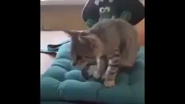 Кот делает зарядку) смотреть онлайн