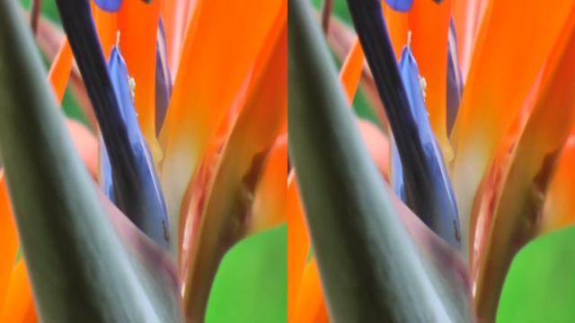 Estrelícia.m2ts Yt3d:enable=true