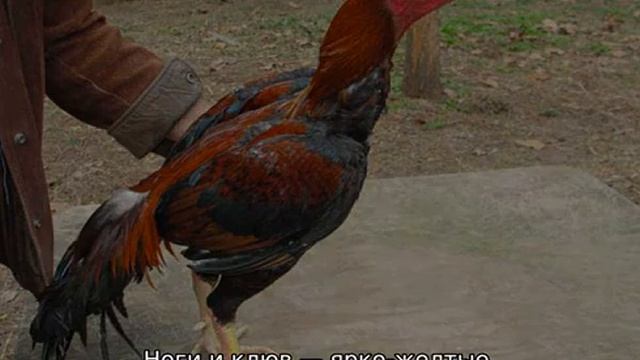 Бойцовые петухи смотреть онлайн
