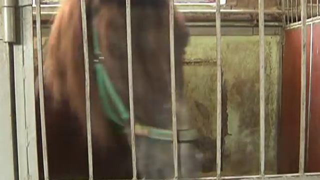 СПЕЦИАЛИСТЫ - АРТИСТЫ-ДРЕССИРОВЩИКИ ЗАПАШНЫЕ - 1 смотреть онлайн