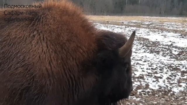 БИЗОН БОРИС ПЕРЕД ЗАХОДОМ В НОЧНУЮ ВОЛЬЕРУ смотреть онлайн