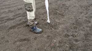 Снимаем укрывное с саженцев.