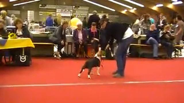 Groovy Little Velvets Split Second Best of Breed @ Int. Dogshow Oss 29-05-11 смотреть онлайн