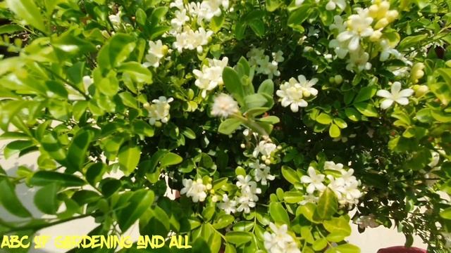 611. Murraya Paniculata Care And Fertilizers...(hindi)