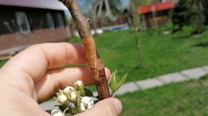 цветение моей привитой груши. 14.05.2021.