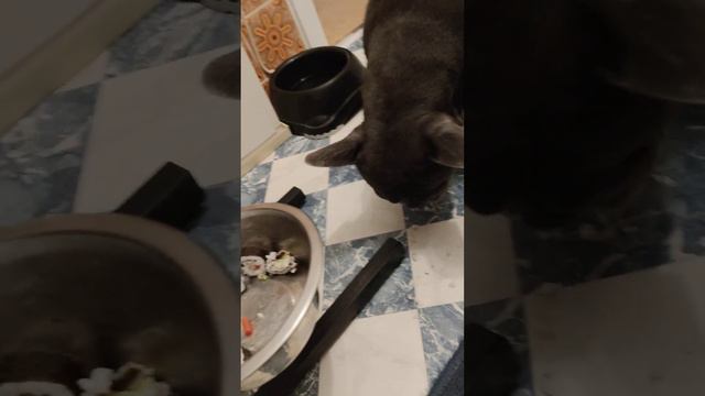 französische bullgoge liebt Sushi🍱🍣🍤 смотреть онлайн