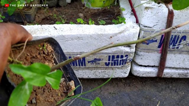 GIVEAWAY | How to Grow Mulberry Plant from Cutting in Hindi | The Smart Gardener смотреть онлайн