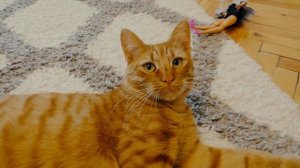 ОХОТА на СИРЕНОГОЛОВОГО или КОТ СИМБА открыл свой канал и хочет миллион подписчиков сиреноголовый