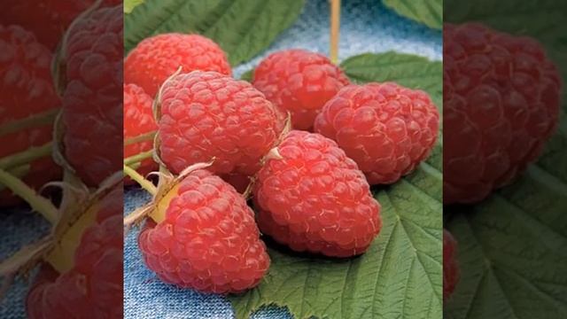 Малина Херитейдж - описание сорта смотреть онлайн