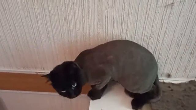 Чёрный котик до и после стрижки ./14 мая 2021/ стрижка кошек. смотреть онлайн