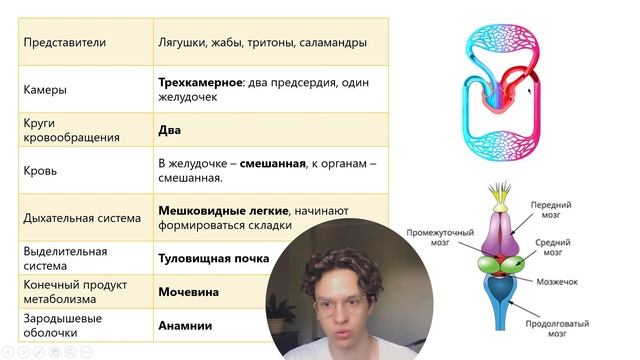 ЗЕМНОВОДНЫЕ | ЕГЭ ОГЭ Биология