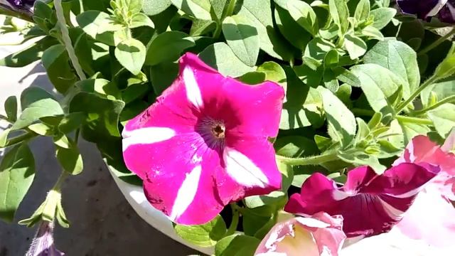 Purple White Star Petunia