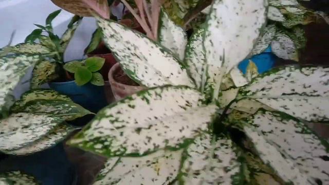 May Aglaonema Plant Kabang Payat tara Patabain Natin /Aglaonema Plant Care Tips смотреть онлайн