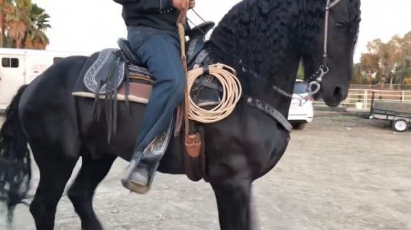 Best Dancing Horse Black Diamond