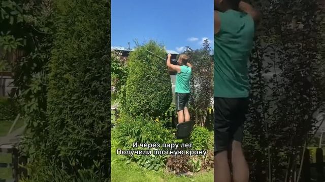 Секрет пышной, плотной туи прост - это постоянная стрижка ? смотреть онлайн