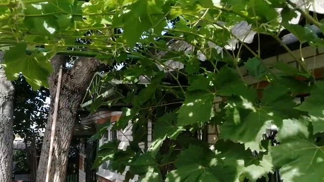 Заболеванте винограда - краснуха, не пропустите. смотреть онлайн