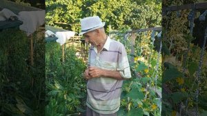 Выращивание цикория в домашних условиях.