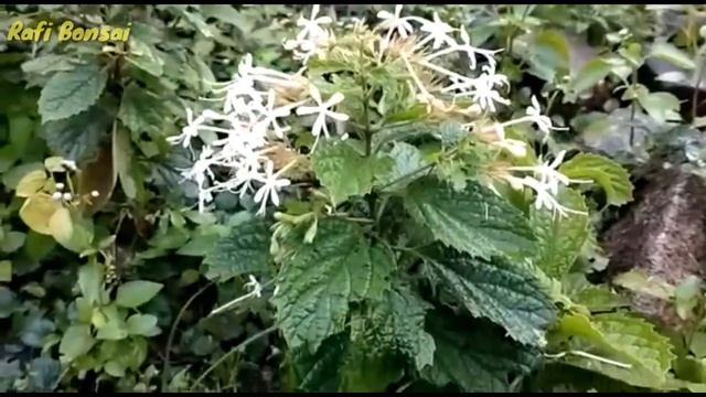 Bonsai jenis baru bugang (clerodendrum calamitosum) смотреть онлайн