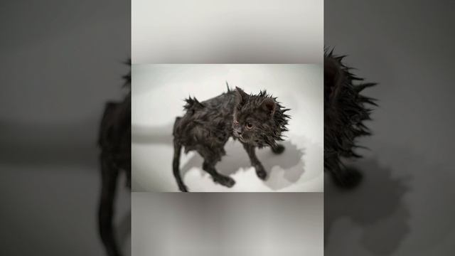 ТОП 10 Самые очаровательные мокрые киски!!! Лучше один раз увидеть!! смотреть онлайн