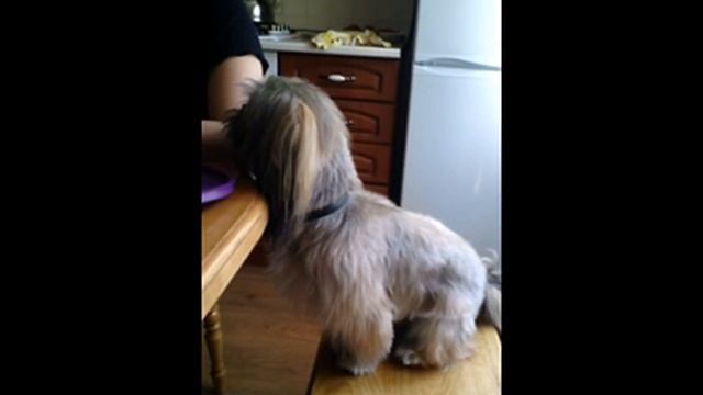 Собака-Кенгуру! Стойка "ПьяныйТаджик".Dog-Kangaroo смотреть онлайн